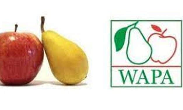 WAPA: a tavalyinál csaknem 7%-kal több alma van az európai tárolókban