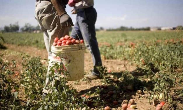 Súlyos munkaerőhiánytól tart az olasz zöldség-gyümölcs ágazat
