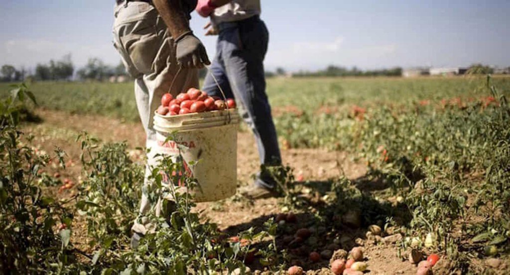 Súlyos munkaerőhiánytól tart az olasz zöldség-gyümölcs ágazat