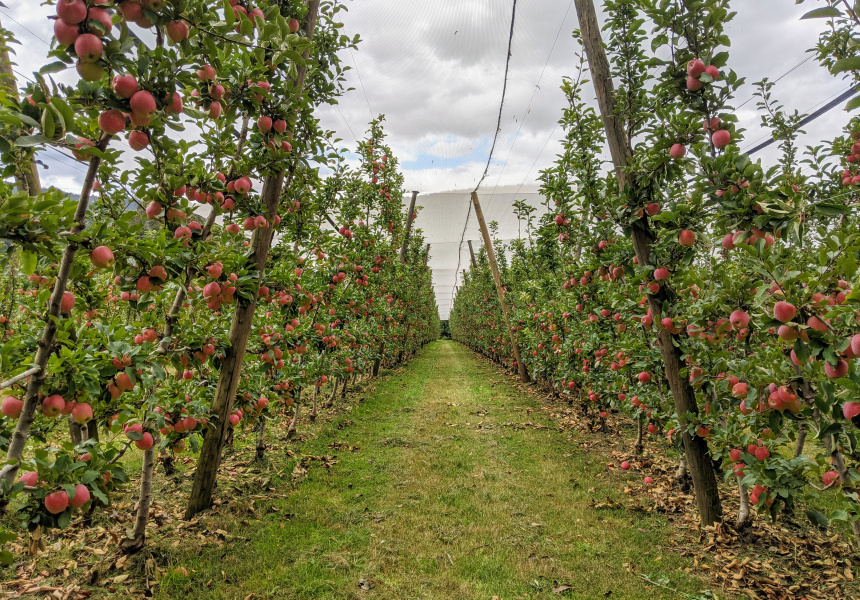 Az ökológiai (bio) alma növényvédelme – nem csak biotermesztőknek,    “Profiktól Profiknak” Gyümölcstermesztési Szaktanácsadási Napok