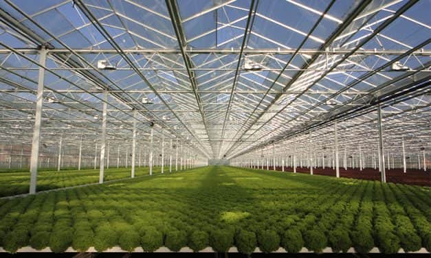 Fél éven belül a holland hajtató kertészetek ötöde nézhet szembe likviditási problémákkal