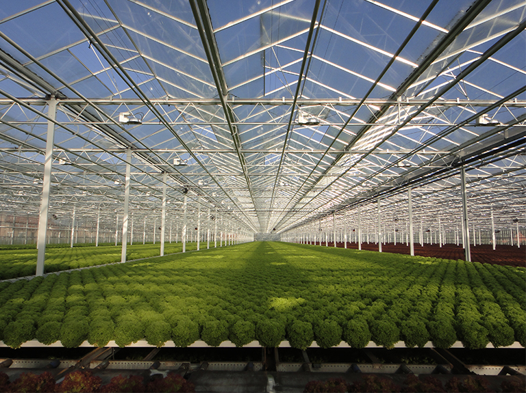 Fél éven belül a holland hajtató kertészetek ötöde nézhet szembe likviditási problémákkal