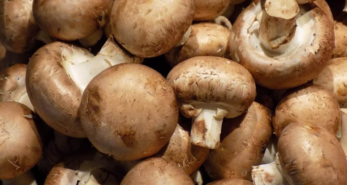 5%-kal több gombát termesztettek tavaly Németországban