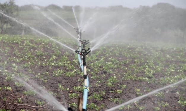 Lehetőség rendkívüli öntözésre: tartósan vízhiányos időszakot hirdetett ki a belügyminiszter