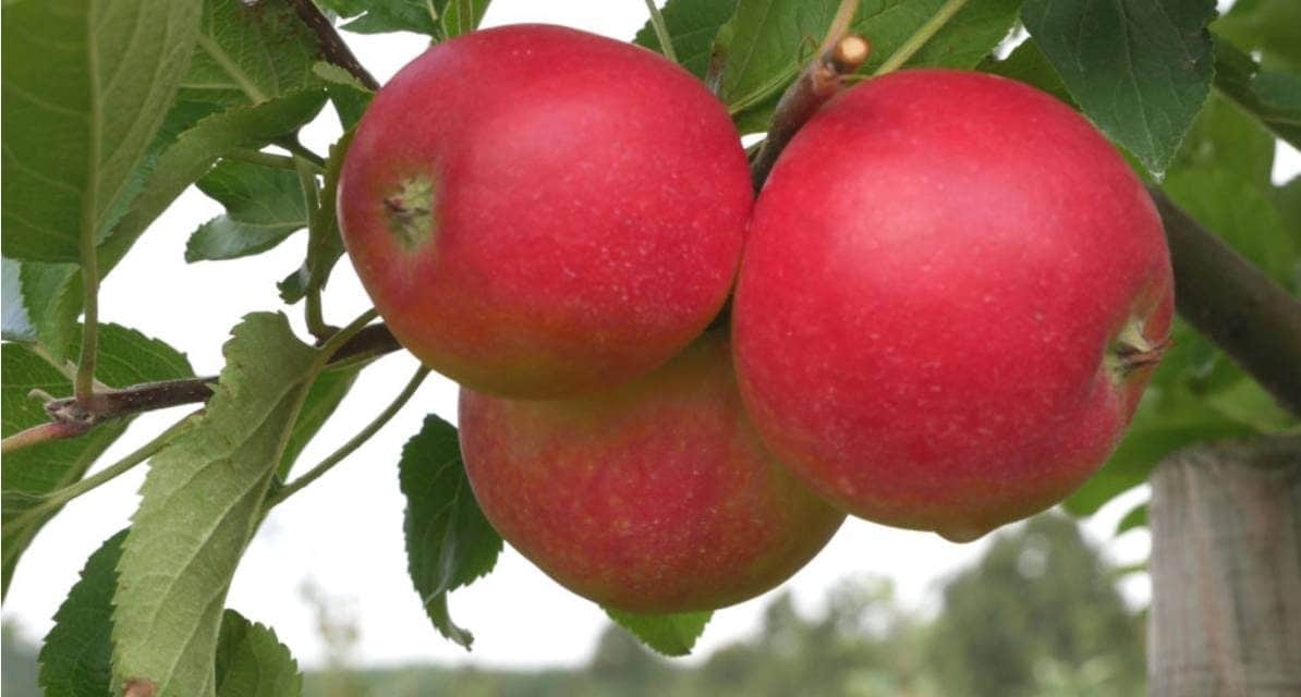 Hipoallergén almafajtákat állítottak elő Németországban