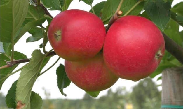 Hipoallergén almafajtákat állítottak elő Németországban