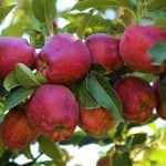 Pyregard: szükséghelyzeti felhasználási engedély gyümölcs, szőlő és egyes zöldségkultúrákban