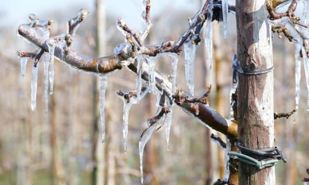 Franciaország: komoly hidegbetörés sújtotta a gyümölcs- és szőlőültetvényeket