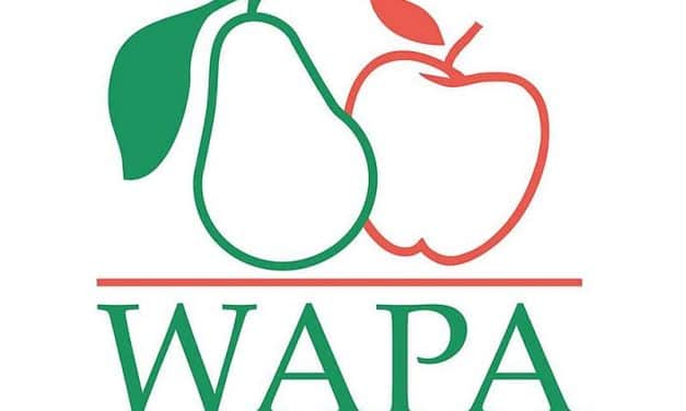 WAPA: a tavalyihoz képest 8,6%-kal több alma van a raktárakban