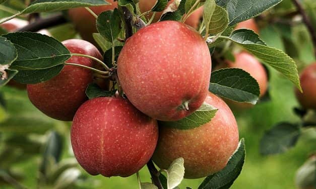 Lengyelország: rendkívüli támogatás étkezési alma feldolgozására