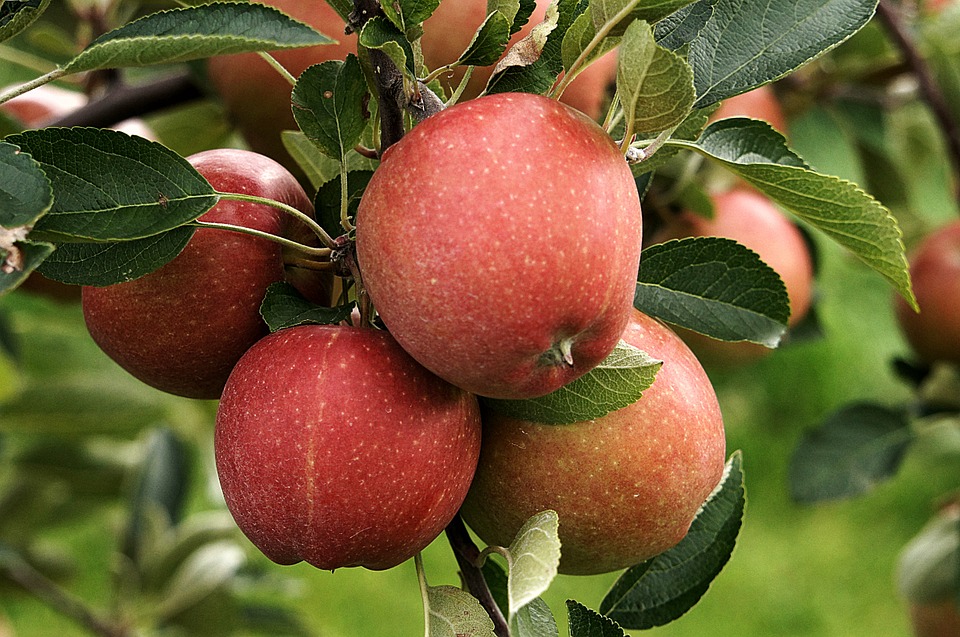 Lengyelország: rendkívüli támogatás étkezési alma feldolgozására