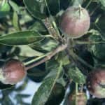 Innovatív védelem almában és körtében gyümölcsmolyok és körte-levélbolha ellen (x)