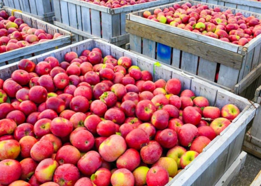 EU: átlag feletti export mellett rekordalacsonyra lassuló almaimport