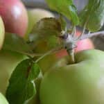 Emelkedő árakkal stabilizálódik a lengyel almapiac