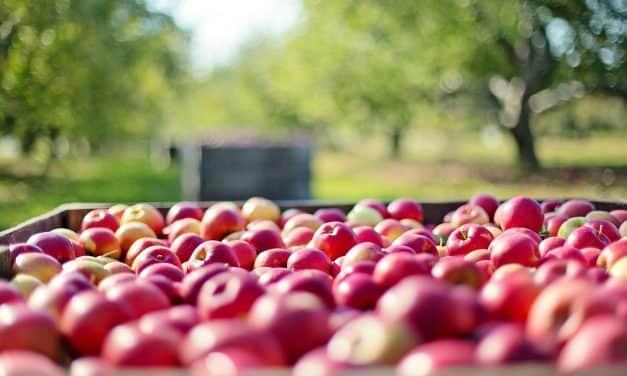 Kevesebb alma érkezik Európába a déli féltekéről