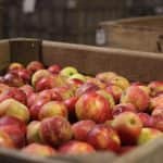 Kínai almatermés-kiesés: reményteljes lengyel várakozások