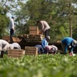 Olaszország: egyre nyomasztóbb az agrárium munkaerőhiánya