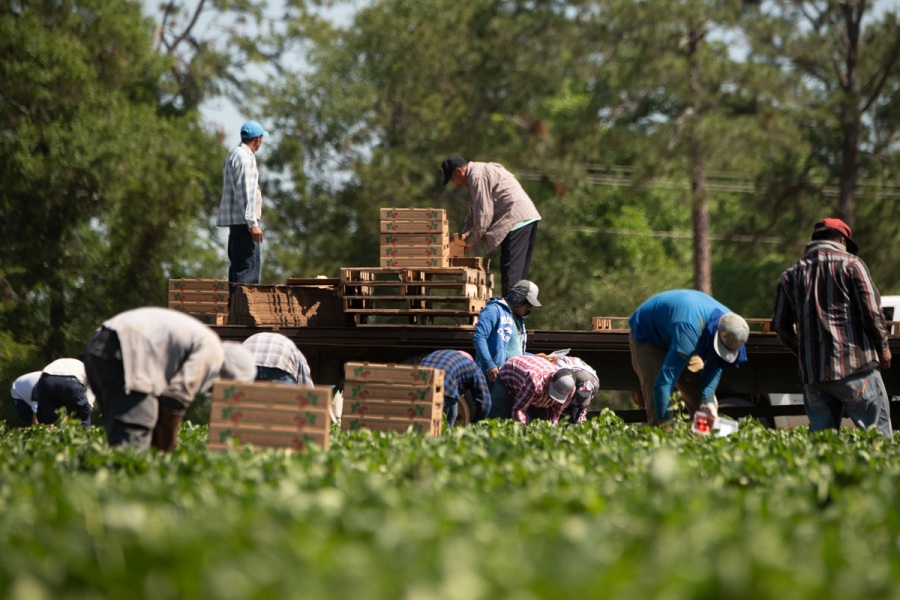 Olaszország: egyre nyomasztóbb az agrárium munkaerőhiánya