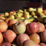Hollandia: a tavalyihoz hasonló almatermés várható