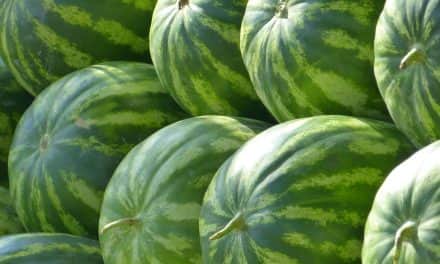 Lefutott a hazai dinnyetermelés csúcsidőszaka, továbbra is biztos a hazai piacok ellátottsága