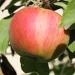 Németország: az Elstar a legjobban eladható almafajta