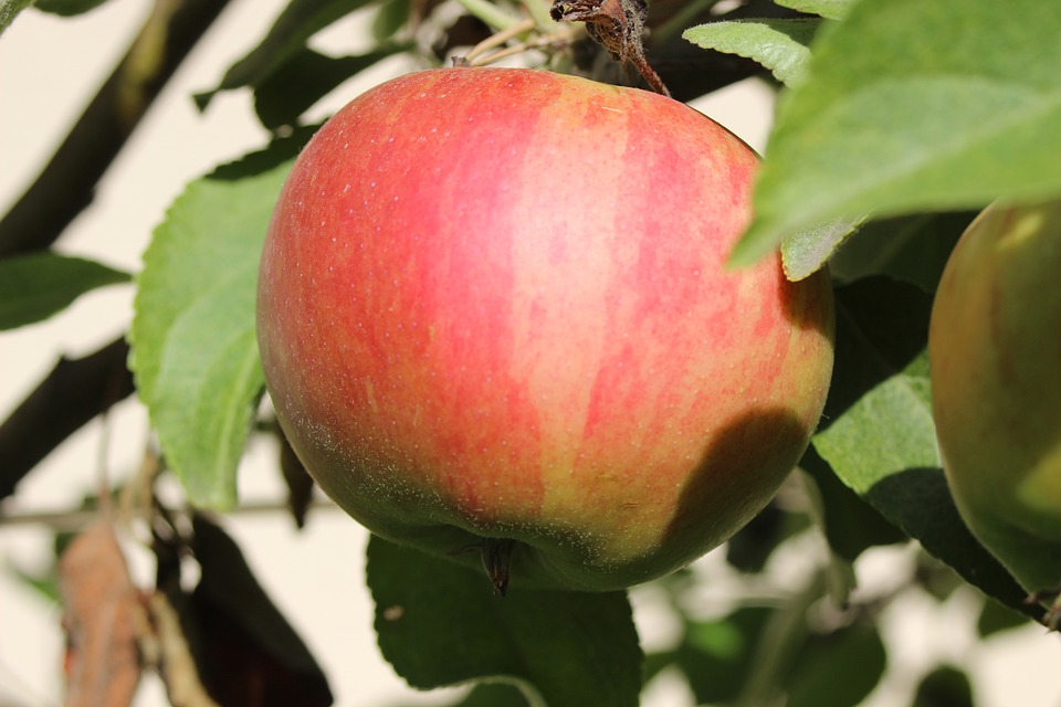 Németország: az Elstar a legjobban eladható almafajta