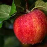 Lengyelország: 4,2 milliós almatermést prognosztizál a Statisztikai Hivatal