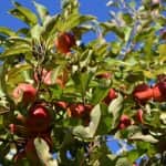 Németország: Drámai a hangulat a gyümölcstermesztők körében