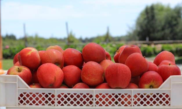 Olaszország: nehéz évre számítanak az almaexportőrök