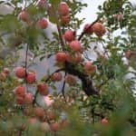 Lengyelország: munkaerőhiány az almaültetvényeken