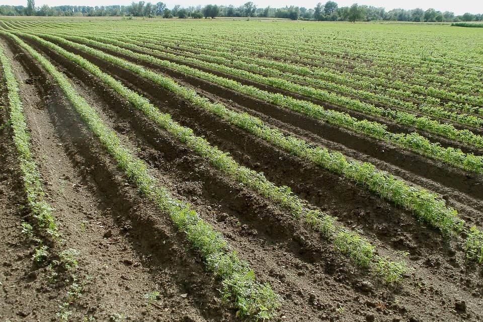 Belgium: veszélyben a szabadföldi zöldségtermesztés