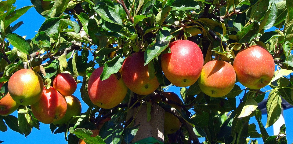Olaszország: a vártnál kisebb almatermés valószínűsíthető