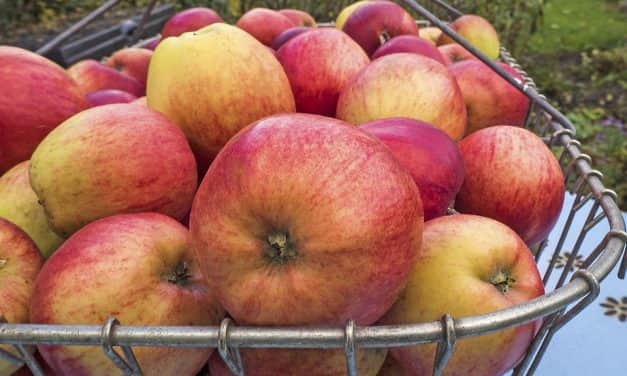 Belgium: a fákon maradhat az alma nagy része az alacsony árak miatt