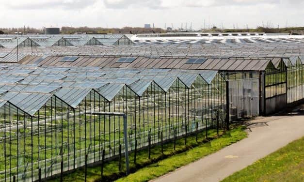 Hollandia: elégedetlen az energiaár-támogatási rendszerrel a Glastuinbouw