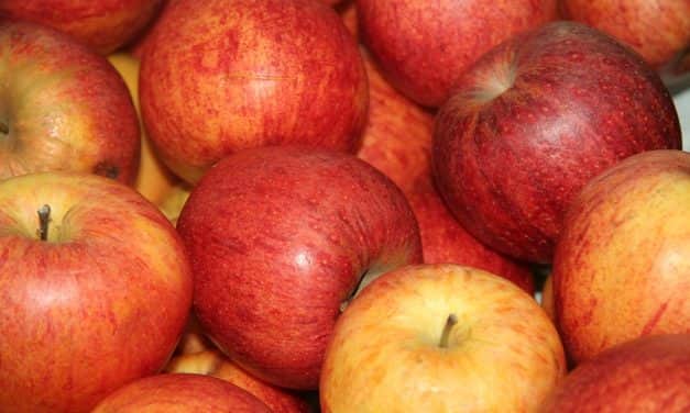 Ipari alma: lengyel export érkezik a magyar feldolgozókba