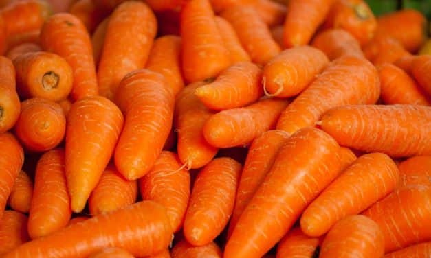 Hollandia: komoly dilemmák a sárgarépa tárolása körül