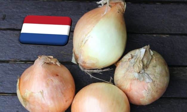 Hollandia: a tavalyinál 18%-kal kisebb hagymatermés várható