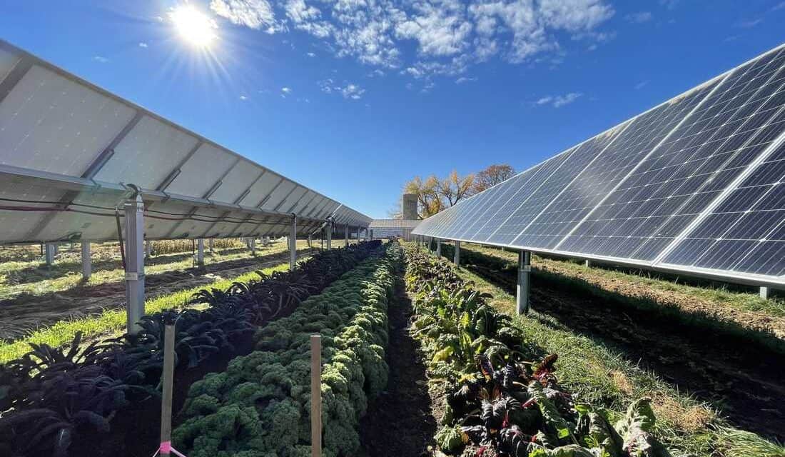 Agrovoltaika –az igazi 2:1-ben megoldás hőségben és energiaválságban