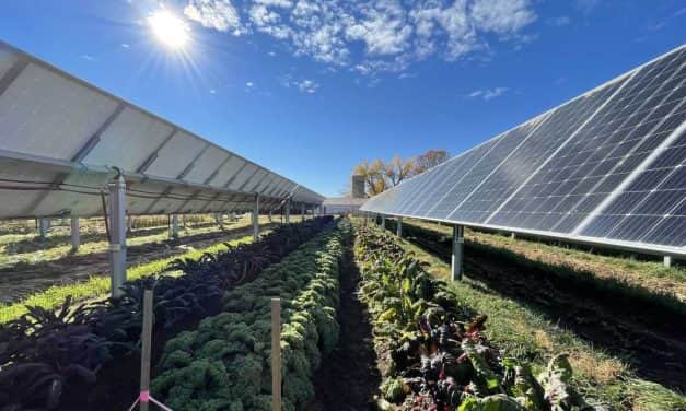 Agrovoltaika –az igazi 2:1-ben megoldás hőségben és energiaválságban