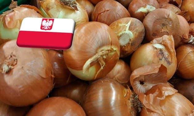 Lengyelország: rekordmagas szinten stabilizálódott a hagyma ára