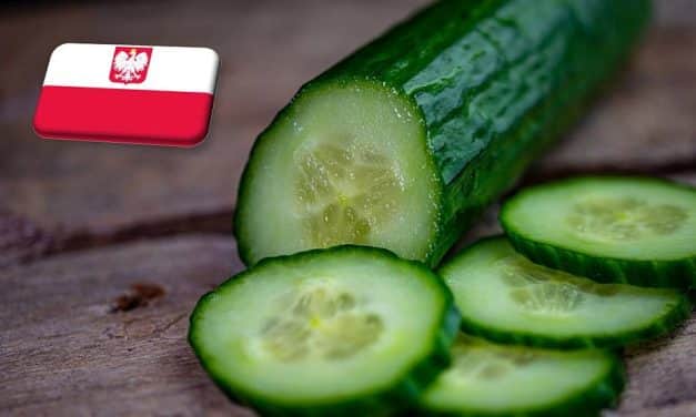 Lengyelország: ismét emelkedett a hazai hajtatott uborka ára