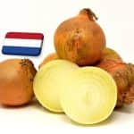 Hollandia: stabil kereslet mellett zárul a hagyma betakarítása 