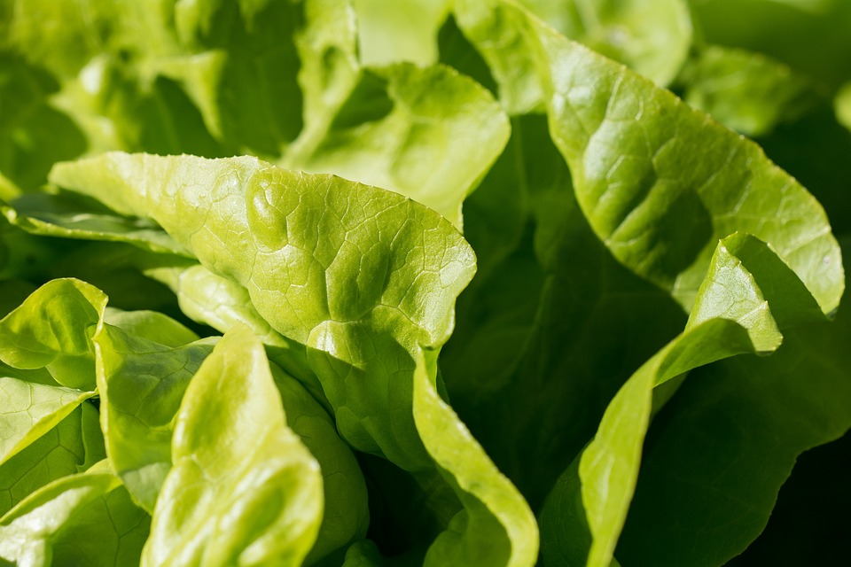 Franciaország: 2%-kal kisebb salátatermés várható az idei szezonban