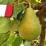 Olaszország: április végéig még biztosan lesz körte a tárolókban 