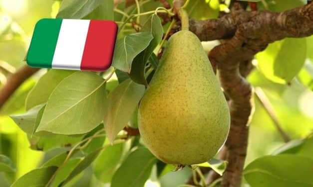 Olaszország: április végéig még biztosan lesz körte a tárolókban 