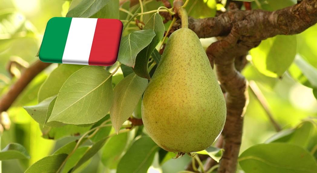 Olaszország: április végéig még biztosan lesz körte a tárolókban 