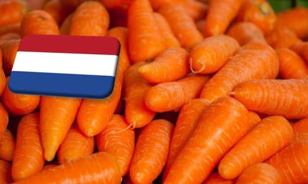 Hollandia: enyhe növekedést mutat a sárgarépa ára