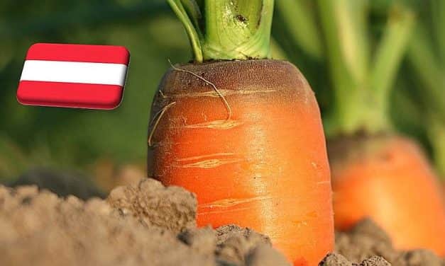 Ausztria: befejeződött a sárgarépa betakarítása