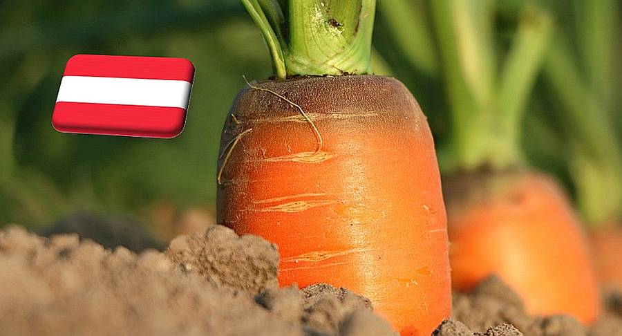 Ausztria: befejeződött a sárgarépa betakarítása