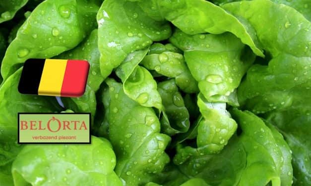 Belgium: rekordmagasságban a fejes saláta ára